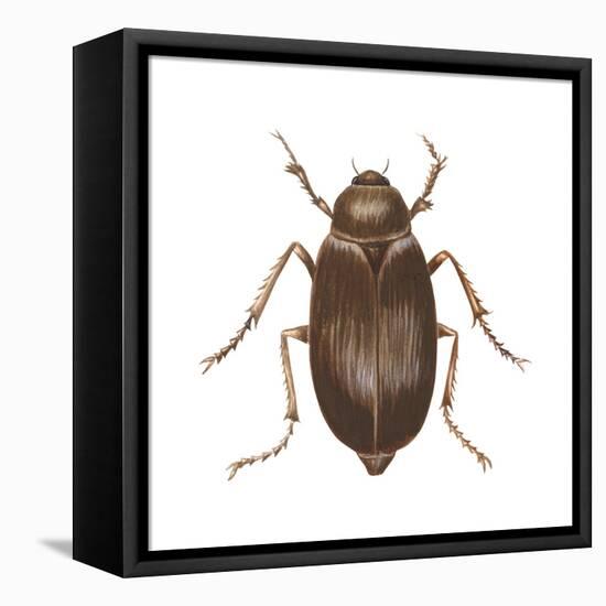 May Beetle (Phyllophaga Drakei), Insects-Encyclopaedia Britannica-Framed Stretched Canvas