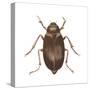 May Beetle (Phyllophaga Drakei), Insects-Encyclopaedia Britannica-Stretched Canvas