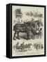 May-Day Procession of Horses at Newcastle-On-Tyne-null-Framed Stretched Canvas