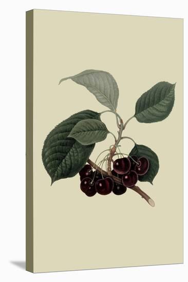 May Duke Cherry-William Hooker-Stretched Canvas