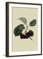 May Duke Cherry-William Hooker-Framed Art Print