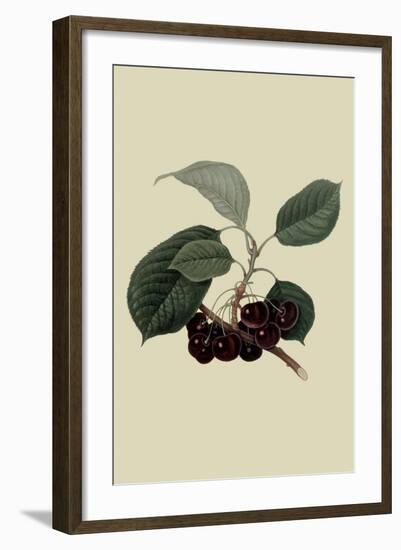 May Duke Cherry-William Hooker-Framed Art Print
