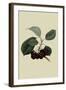 May Duke Cherry-William Hooker-Framed Art Print