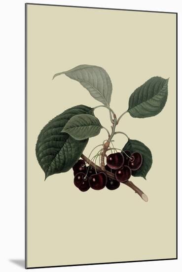 May Duke Cherry-William Hooker-Mounted Art Print