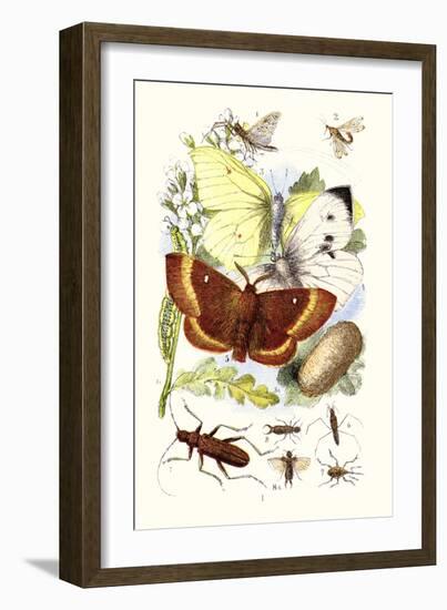 May-Fly, Brimstone Butterfly, Musk Beetle, Nut Weevil-James Sowerby-Framed Art Print