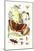 May-Fly, Brimstone Butterfly, Musk Beetle, Nut Weevil-James Sowerby-Mounted Art Print