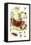 May-Fly, Brimstone Butterfly, Musk Beetle, Nut Weevil-James Sowerby-Framed Stretched Canvas