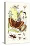 May-Fly, Brimstone Butterfly, Musk Beetle, Nut Weevil-James Sowerby-Stretched Canvas