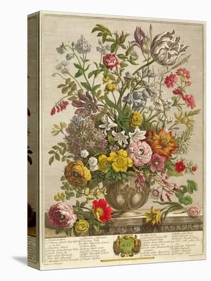 May, from 'twelve Months of Flowers' by Robert Furber (C.1674-1756) Engraved by Henry Fletcher-Pieter Casteels-Stretched Canvas