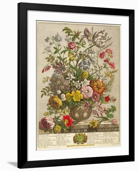 May, from 'twelve Months of Flowers' by Robert Furber (C.1674-1756) Engraved by Henry Fletcher-Pieter Casteels-Framed Giclee Print