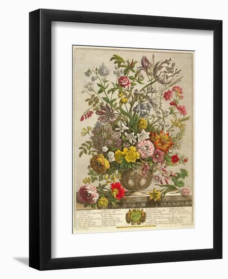 May, from 'twelve Months of Flowers' by Robert Furber (C.1674-1756) Engraved by Henry Fletcher-Pieter Casteels-Framed Giclee Print