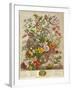 May, from 'twelve Months of Flowers' by Robert Furber (C.1674-1756) Engraved by Henry Fletcher-Pieter Casteels-Framed Giclee Print