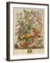 May, from 'twelve Months of Flowers' by Robert Furber (C.1674-1756) Engraved by Henry Fletcher-Pieter Casteels-Framed Giclee Print