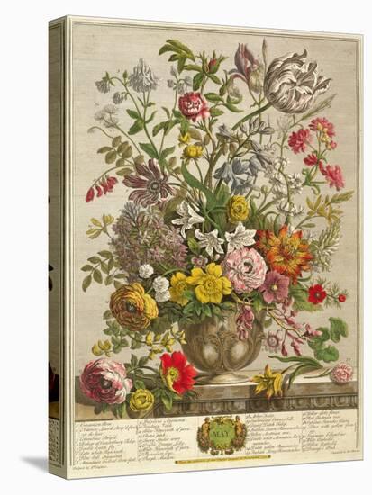 May, from 'twelve Months of Flowers' by Robert Furber (C.1674-1756) Engraved by Henry Fletcher-Pieter Casteels-Stretched Canvas