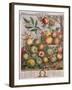 May, from 'Twelve Months of Fruits'-Pieter Casteels-Framed Giclee Print