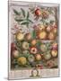 May, from 'Twelve Months of Fruits'-Pieter Casteels-Mounted Giclee Print