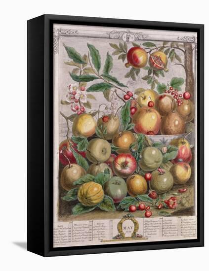 May, from 'Twelve Months of Fruits'-Pieter Casteels-Framed Stretched Canvas