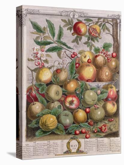 May, from 'Twelve Months of Fruits'-Pieter Casteels-Stretched Canvas