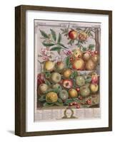 May, from 'Twelve Months of Fruits'-Pieter Casteels-Framed Giclee Print