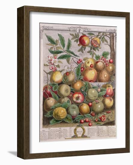 May, from 'Twelve Months of Fruits'-Pieter Casteels-Framed Giclee Print