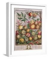 May, from 'Twelve Months of Fruits'-Pieter Casteels-Framed Giclee Print