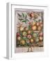 May, from 'Twelve Months of Fruits'-Pieter Casteels-Framed Giclee Print