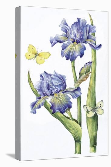 May Iris-Janneke Brinkman-Salentijn-Stretched Canvas