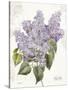 May Lilac on White-Katie Pertiet-Stretched Canvas