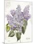 May Lilac on White-Katie Pertiet-Mounted Art Print