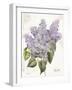 May Lilac on White-Katie Pertiet-Framed Art Print