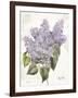 May Lilac on White-Katie Pertiet-Framed Art Print