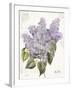 May Lilac on White-Katie Pertiet-Framed Art Print