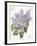 May Lilac on White-Katie Pertiet-Framed Art Print