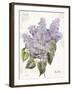 May Lilac on White-Katie Pertiet-Framed Art Print