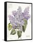 May Lilac on White-Katie Pertiet-Framed Stretched Canvas