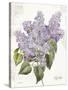 May Lilac on White-Katie Pertiet-Stretched Canvas