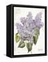 May Lilac on White-Katie Pertiet-Framed Stretched Canvas