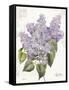 May Lilac on White-Katie Pertiet-Framed Stretched Canvas