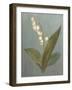 May Lily of the Valley Green-Danhui Nai-Framed Art Print