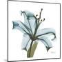 May Lily-Albert Koetsier-Mounted Art Print