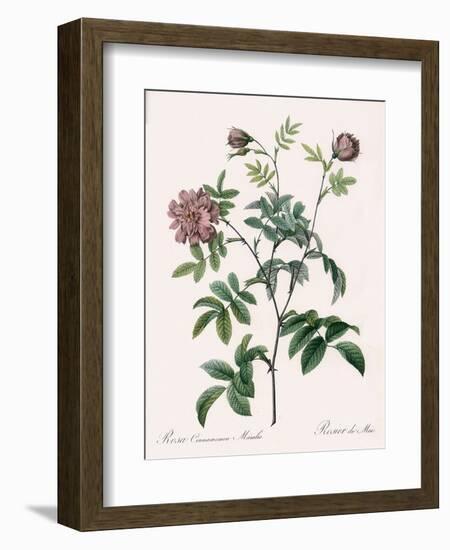 May Rose, Rosa Cinnamomea-Pierre Joseph Redoute-Framed Giclee Print