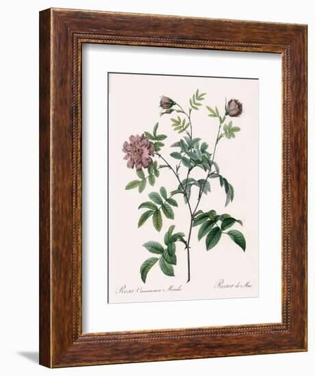 May Rose, Rosa Cinnamomea-Pierre Joseph Redoute-Framed Giclee Print