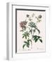 May Rose, Rosa Cinnamomea-Pierre Joseph Redoute-Framed Giclee Print