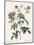 May Rose, Rosa Cinnamomea-Pierre Joseph Redoute-Mounted Giclee Print