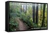 May the Forest Be with You - La Grande, Oregon-Lantern Press-Framed Stretched Canvas