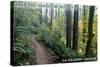 May the Forest Be with You - La Grande, Oregon-Lantern Press-Stretched Canvas