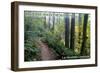 May the Forest Be with You - La Grande, Oregon-Lantern Press-Framed Art Print