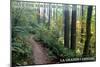 May the Forest Be with You - La Grande, Oregon-Lantern Press-Mounted Art Print