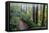 May the Forest Be with You - La Grande, Oregon-Lantern Press-Framed Stretched Canvas