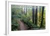 May the Forest Be with You - La Grande, Oregon-Lantern Press-Framed Art Print